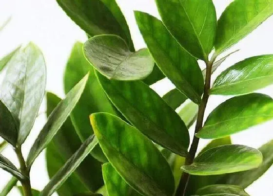 树之最|化煞的树有哪些
