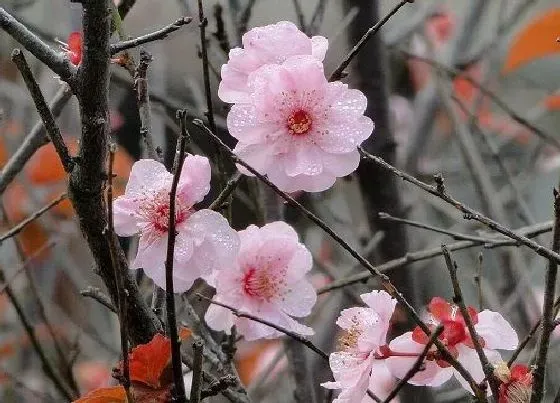 植物寓意|红色腊梅的寓意和象征风水