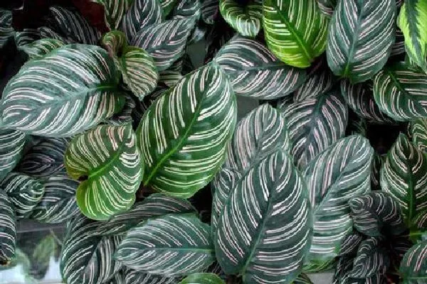 植物浇水|竹芋浇水时间和正确方法