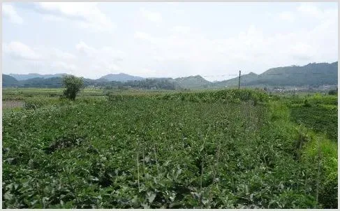 农村山区适合种植哪些中药材？有钱景的药材介绍 | 养殖技术