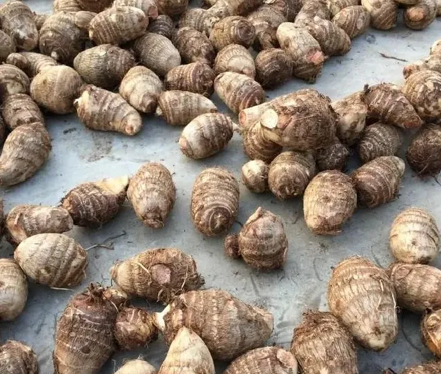 植物施肥|芋头什么时候喷施磷酸二氢钾，芋头膨大期施什么肥能膨大）