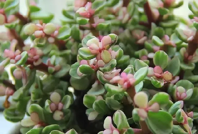 养殖科普|盆栽金枝玉叶开花吗（金枝玉叶花怎么养好才能开花）