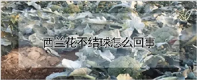 西兰花不结球怎么回事 | 养殖技术
