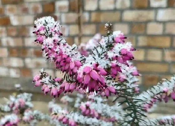 花语|什么花代表孤独