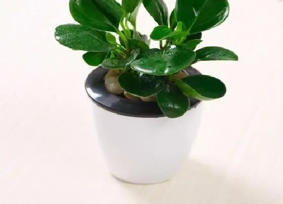 植物排行|水栽植物有哪些