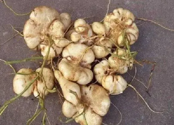 植物移栽|凉薯苗可以移栽吗