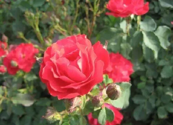 不开花|月季只长叶子不开花原因及处理方法