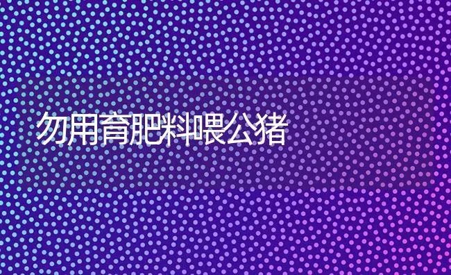 勿用育肥料喂公猪 | 种植肥料施肥