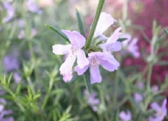 植物排行|食用迷迭香什么品种最好