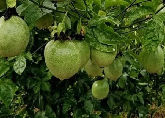 植物播种|百香果什么时候播种