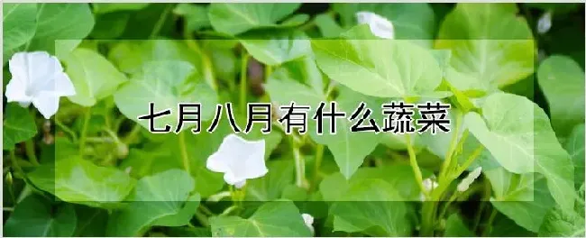 七月八月有什么蔬菜 | 农业科普