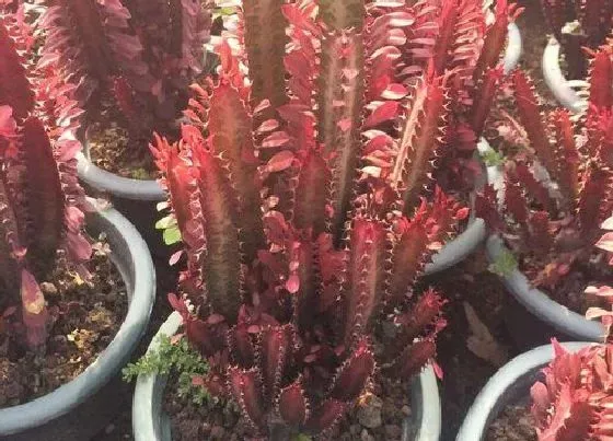 植物百科|红龙骨开花吗 开什么样的花