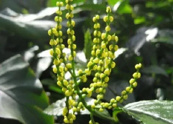 植物修剪|珠兰花开花后怎么修剪