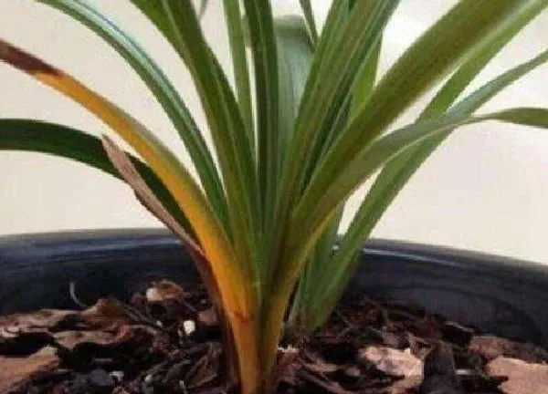 植物换土|墨兰怎么换土换盆