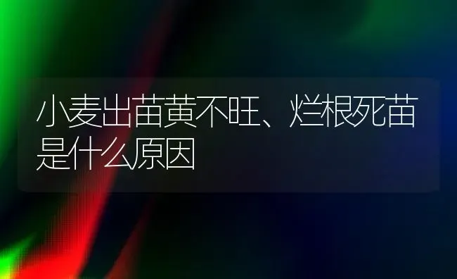 小麦出苗黄不旺、烂根死苗是什么原因 | 粮油作物种植