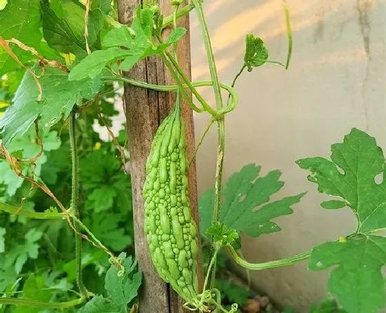 植物虫害|苦瓜病虫害防治技术 常见防治方法与措施