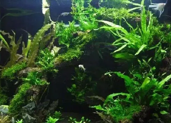 植物百科|藻类属于什么植物类型