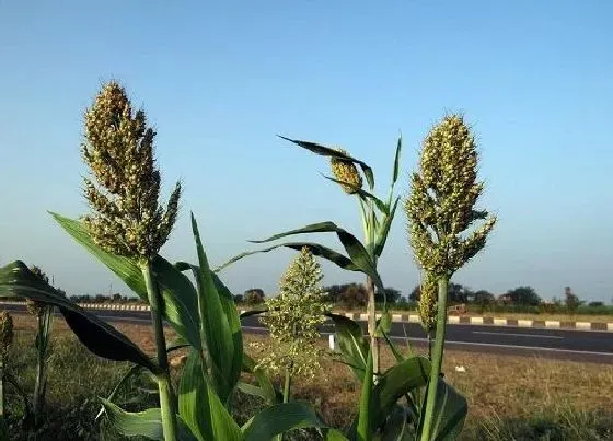 植物产地|东北盛产什么农作物