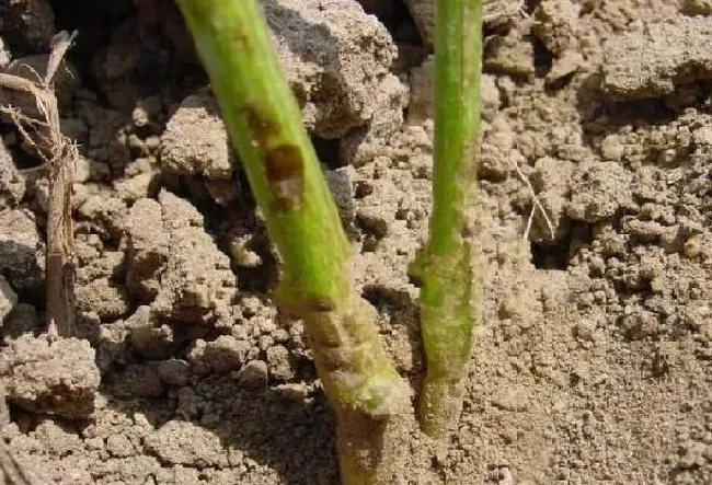 植物病害|青枯病和根腐病的区别（预防根腐病和青枯病用什么药）