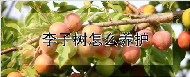 李子树怎么养护 | 耕种资料