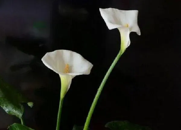 养殖科普|马蹄莲开花后怎么处理