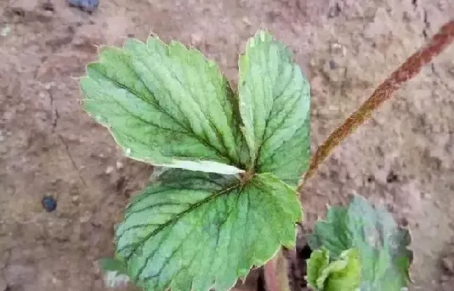 植物虫害|草莓蓟马虫害症状与防治方法（被蓟马危害叶子打农药处理）