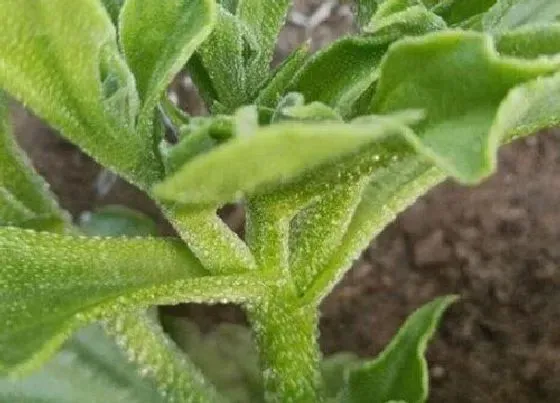 夏天植物|冰菜夏天可以种吗