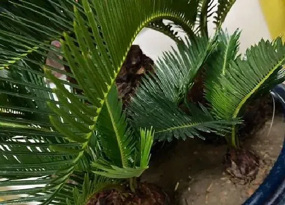 植物百科|铁树是树吗 长什么样子（图片）