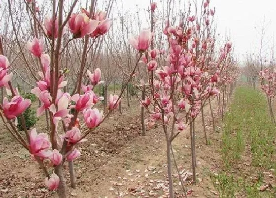 开花时间|红玉兰一年开几次花