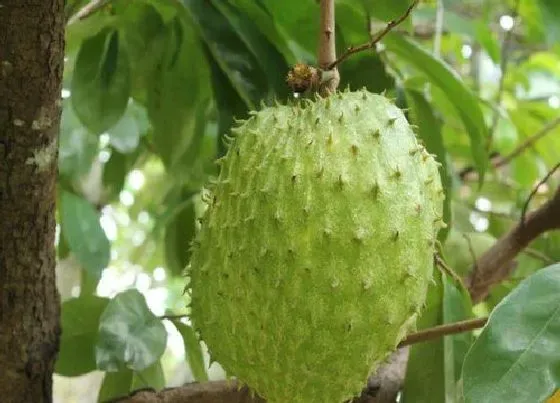 植物产地|荔枝是哪里的特产
