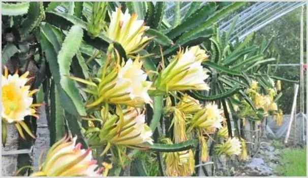 火龙果4月管理指南，教你提高果实品质及产量的方法！ | 种植技术
