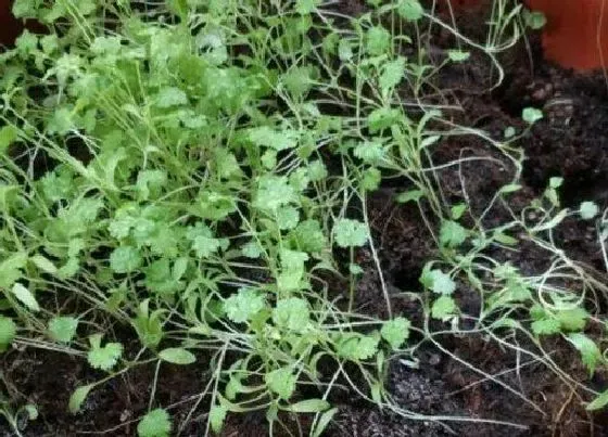 种植管理|香菜几月份种植最好 什么时候种合适