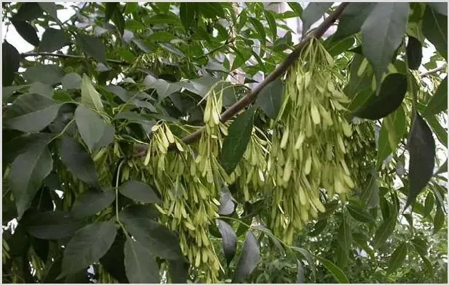 白蜡树的管理技巧 白蜡树应该怎么正确去管理 | 种植资料