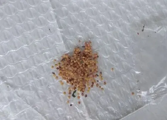 种植育种|倒挂金钟种子什么时候种植最好