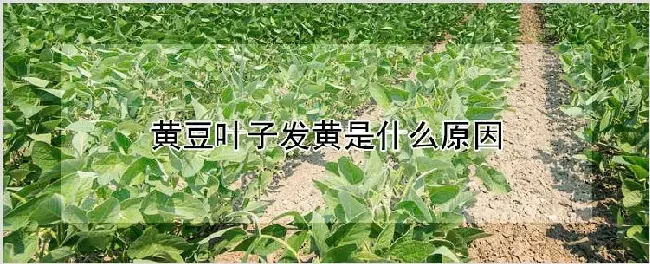 黄豆叶子发黄是什么原因 | 种植技术