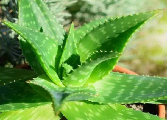 植物香味|芦荟是什么味道的