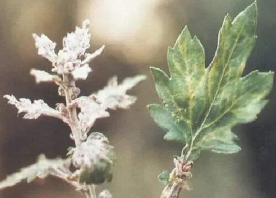 植物病害|菊花花叶病症状及防治方法