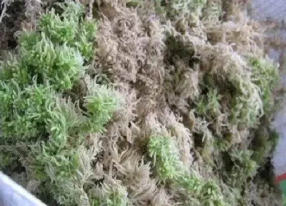 种植土壤|水苔可以种多肉吗