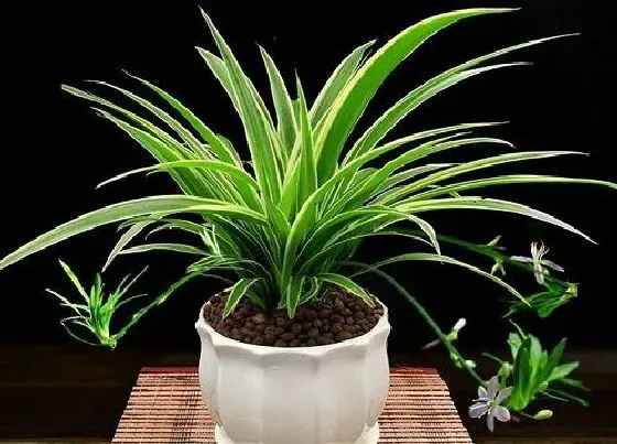 摆放常识|新房摆放什么植物好
