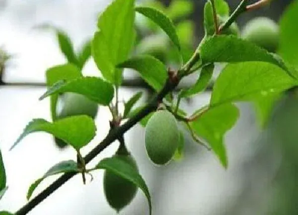 植物浇水|杏树开花时能浇水吗