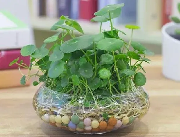 植物移栽|铜钱草怎么移植 掌握移栽时间和方法是关键