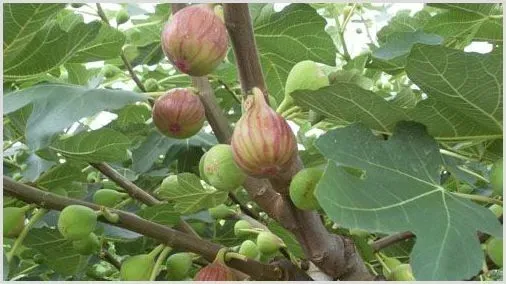 无花果怎么提高产量？种植管理技术解析 | 自然知识