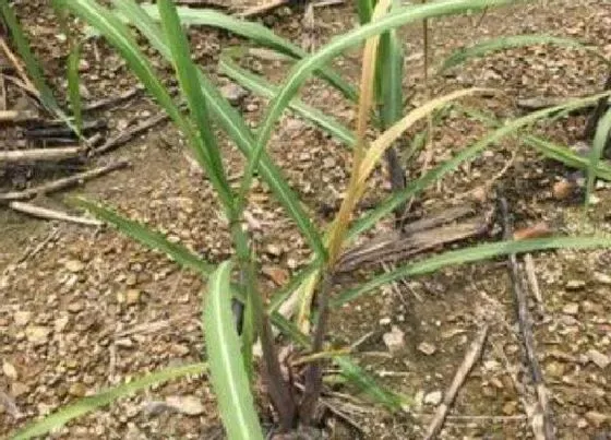 种植管理|甘蔗苗几月份种植合适