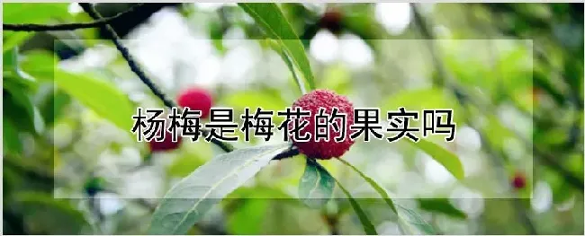 杨梅是梅花的果实吗 | 耕种资料