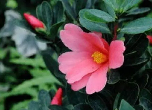 植物浇水|茶花多久浇一次水