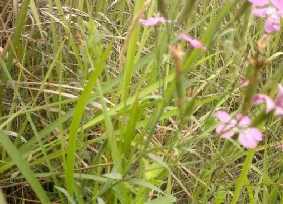 植物百科|坟头草是什么草