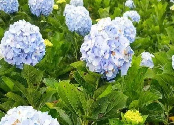 植物虫害|绣球花病虫害防治技术与方法措施
