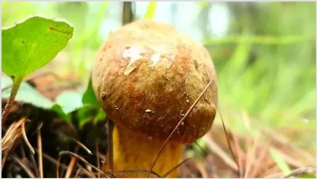 牛肝菌的生长条件 | 农业技术