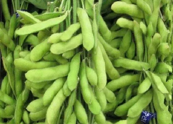 果实成熟|毛豆什么时候成熟