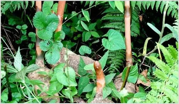 草药种植技术讲解 草药高产的栽培技术是什么 | 耕种资料